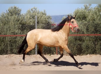 Andalusian, Mare, 3 years, Dun