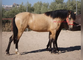 Andalusian, Mare, 3 years, Dun