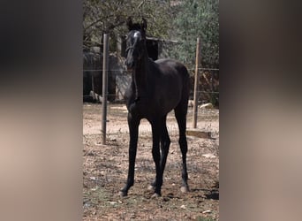 Andalusian, Mare, 3 years, Grey