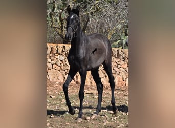 Andalusian, Mare, 3 years, Grey