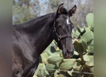 Andalusian, Mare, 3 years, Grey
