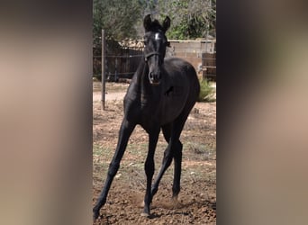 Andalusian, Mare, 3 years, Grey