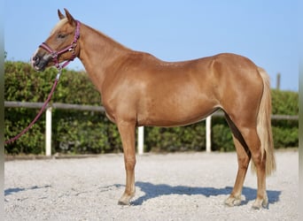 Andalusian, Mare, 4 years, 13,2 hh, Palomino