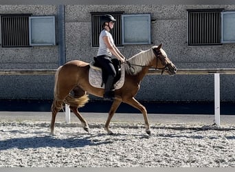 Andalusian, Mare, 4 years, 13,2 hh, Palomino