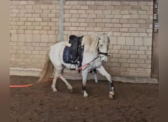 Andalusian, Mare, 4 years, 14,1 hh, Leopard-Piebald