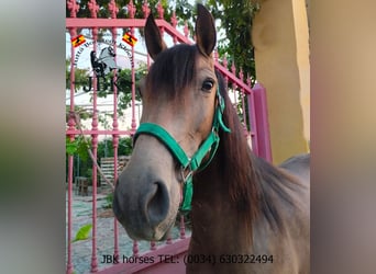 Andalusian, Mare, 4 years, 14.2 hh, Dun Andalusian, Mare, 4 years, 14.2 hh, Dun
