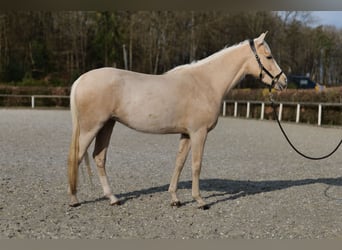 Andalusian, Mare, 4 years, 14.2 hh, Palomino