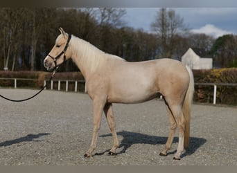 Andalusian, Mare, 4 years, 14.2 hh, Palomino