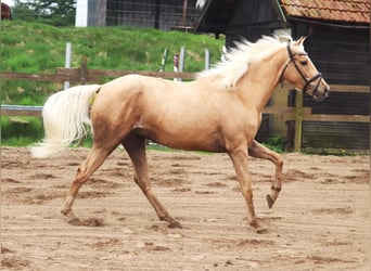Andalusian Mix, Mare, 4 years, 14.2 hh, Pearl
