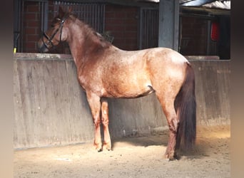 Andalusian Mix, Mare, 4 years, 14.2 hh, Roan-Red