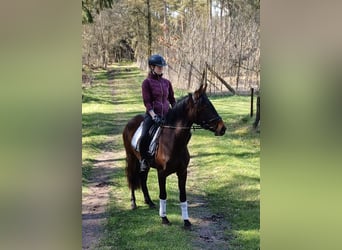 Andalusian, Mare, 4 years, 14.3 hh, Brown