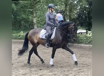 Andalusian, Mare, 4 years, 14,3 hh, Brown