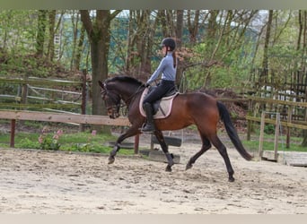 Andalusian, Mare, 4 years, 14.3 hh, Brown