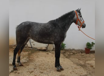 Andalusian, Mare, 4 years, 14.3 hh, Grey