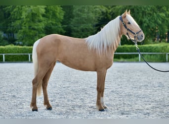 Andalusian, Mare, 4 years, 14 hh, Palomino