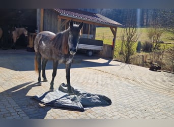 Andalusian Mix, Mare, 4 years, 14,2 hh