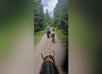 Andalusian Mix, Mare, 4 years, 14,2 hh