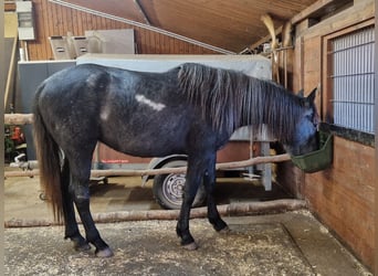 Andalusian Mix, Mare, 4 years, 14,2 hh