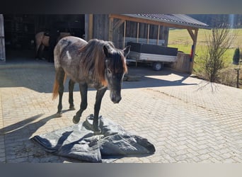 Andalusian Mix, Mare, 4 years, 14,2 hh