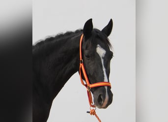 Andalusian, Mare, 4 years, 14,3 hh, Black