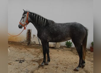 Andalusian, Mare, 4 years, 14,3 hh, Grey