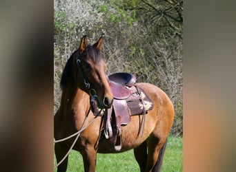 Andalusian Mix, Mare, 4 years, 15.1 hh, Bay-Dark