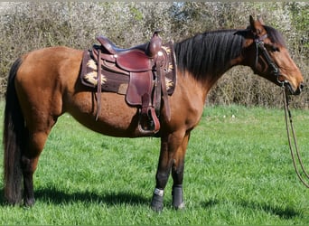 Andalusian Mix, Mare, 4 years, 15.1 hh, Bay-Dark