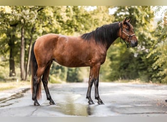 Andalusian Mix, Mare, 4 years, 15.1 hh, Bay-Dark