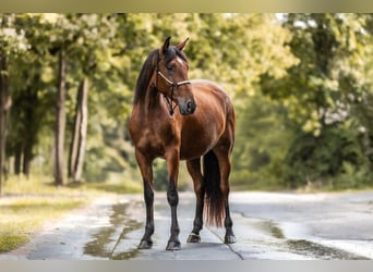 Andalusian Mix, Mare, 4 years, 15.1 hh, Bay-Dark