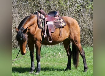Andalusian Mix, Mare, 4 years, 15.1 hh, Bay-Dark