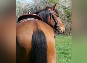 Andalusian Mix, Mare, 4 years, 15.1 hh, Bay-Dark