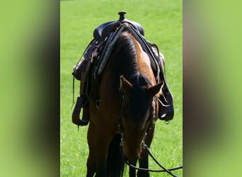 Andalusian Mix, Mare, 4 years, 15.1 hh, Bay-Dark