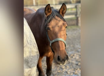Andalusian, Mare, 4 years, 15.1 hh, Brown