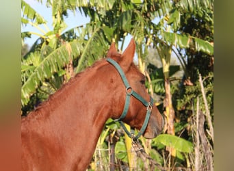 Andalusian, Mare, 4 years, 15,1 hh, Chestnut-Red