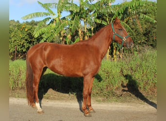 Andalusian, Mare, 4 years, 15,1 hh, Chestnut-Red