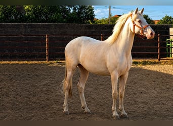 Andalusian, Mare, 4 years, 15.1 hh, Cremello