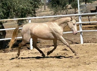 Andalusian, Mare, 4 years, 15.1 hh