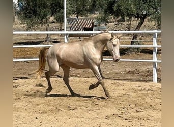 Andalusian, Mare, 4 years, 15.1 hh