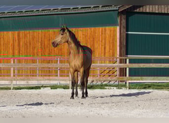Andalusian, Mare, 4 years, 15.1 hh, Dun