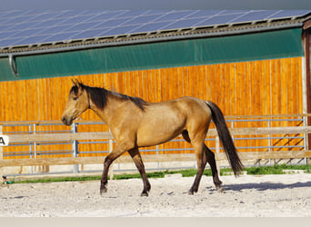 Andalusian, Mare, 4 years, 15.1 hh, Dun