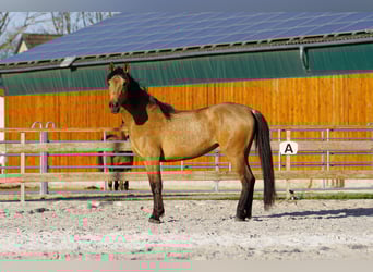 Andalusian, Mare, 4 years, 15.1 hh, Dun