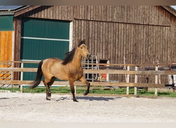 Andalusian, Mare, 4 years, 15.1 hh, Dun