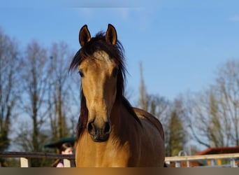Andalusian, Mare, 4 years, 15.1 hh, Dun