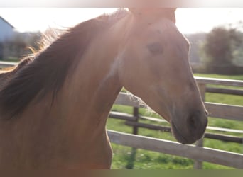 Andalusian, Mare, 4 years, 15.1 hh, Dun