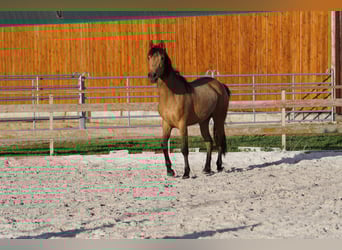 Andalusian, Mare, 4 years, 15.1 hh, Dun