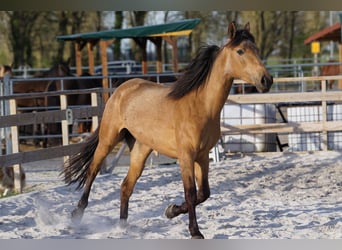 Andalusian, Mare, 4 years, 15.1 hh, Dun