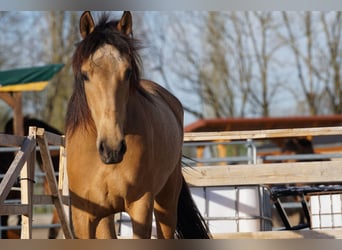 Andalusian, Mare, 4 years, 15.1 hh, Dun