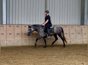 Andalusian, Mare, 4 years, 15,1 hh, Gray-Blue-Tan