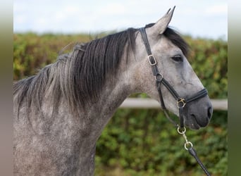 Andalusier, Stute, 4 Jahre, 15,1 hh, Blauschimmel