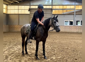 Andalusian, Mare, 4 years, 15,1 hh, Gray-Blue-Tan